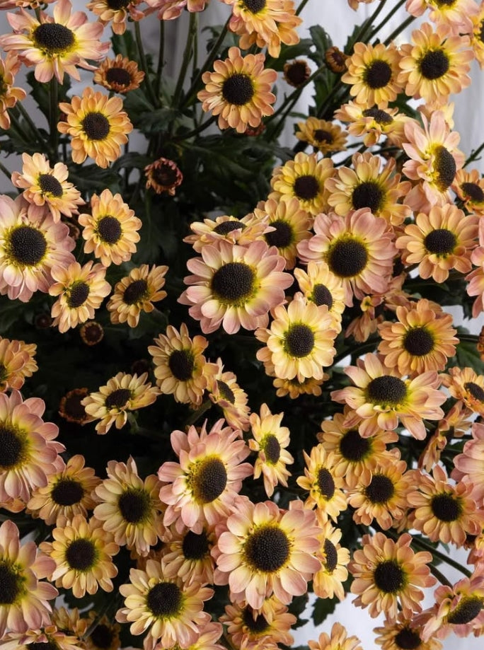 Chrysanthemum morifolium 'Yinyang smoky' 100 Seeds