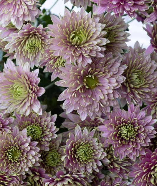 Chrysanthemum morifolium 'Aurora' 100 Seeds