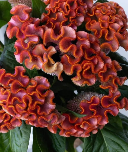 Celosia 'Asuka select minori' 60 Seeds