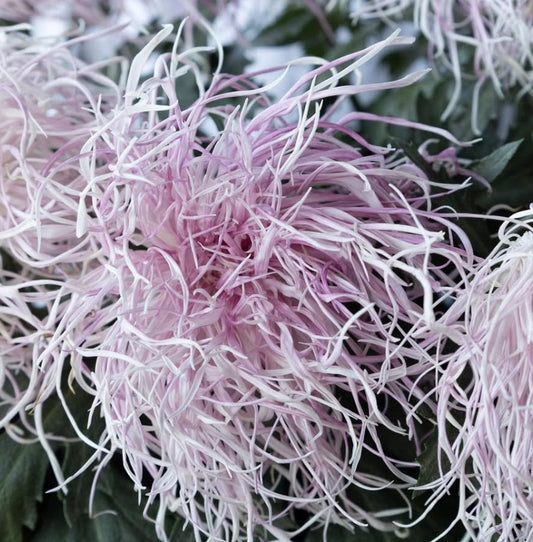 Chrysanthemum morifolium 'Hakuroshigure (pink)' 100 Seeds