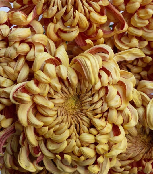Chrysanthemum morifolium 'Oiran (brown)' 100 Seeds