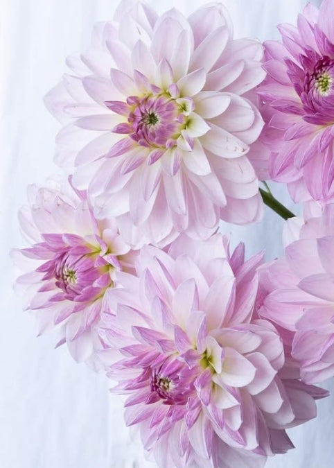 Dahlia 'Chouchou' 100 Seeds