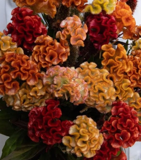 Celosia 'Antique bar' 60 Seeds