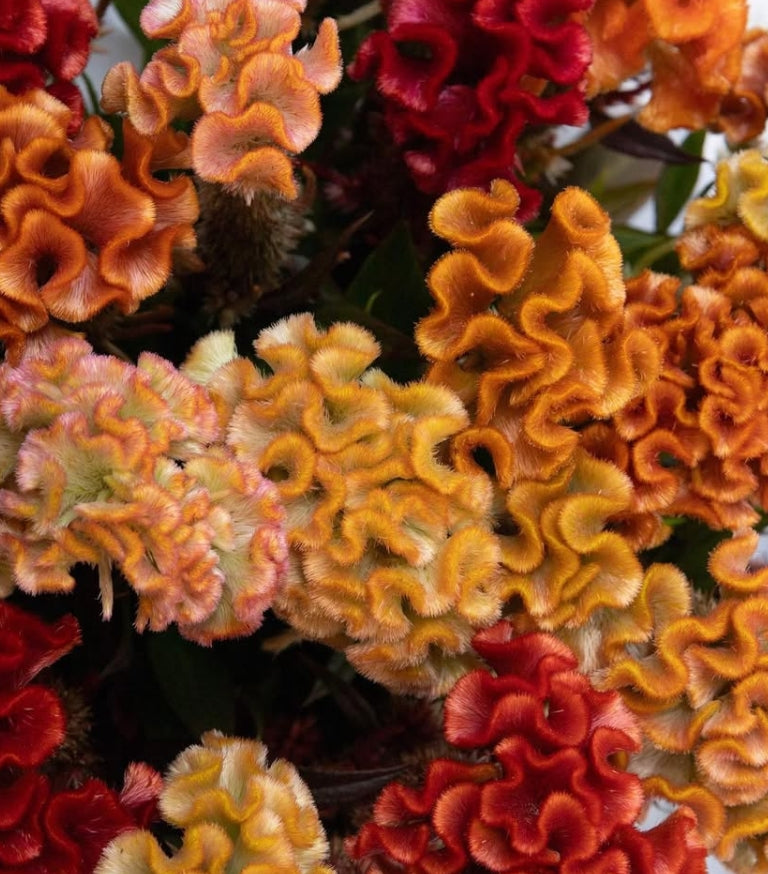 Celosia 'Antique bar' 60 Seeds