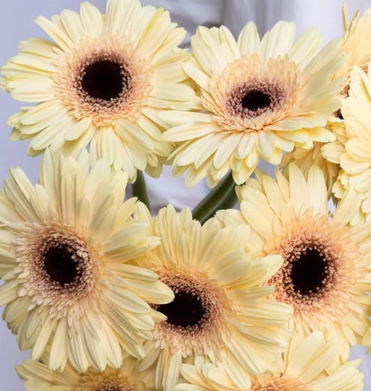Gerbera 'Eclair' 50 Seeds