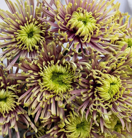 Chrysanthemum morifolium 'Balthazar' 100 Seeds