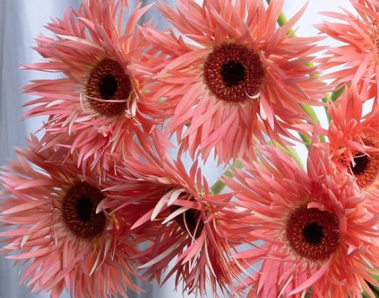 Gerbera 'Sensini' 50 Seeds
