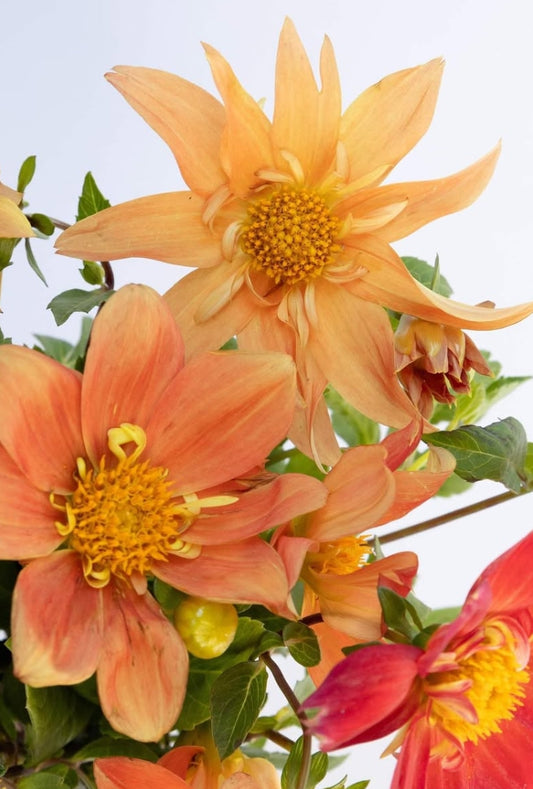 Dahlia 'Sunny reggae' 100 Seeds