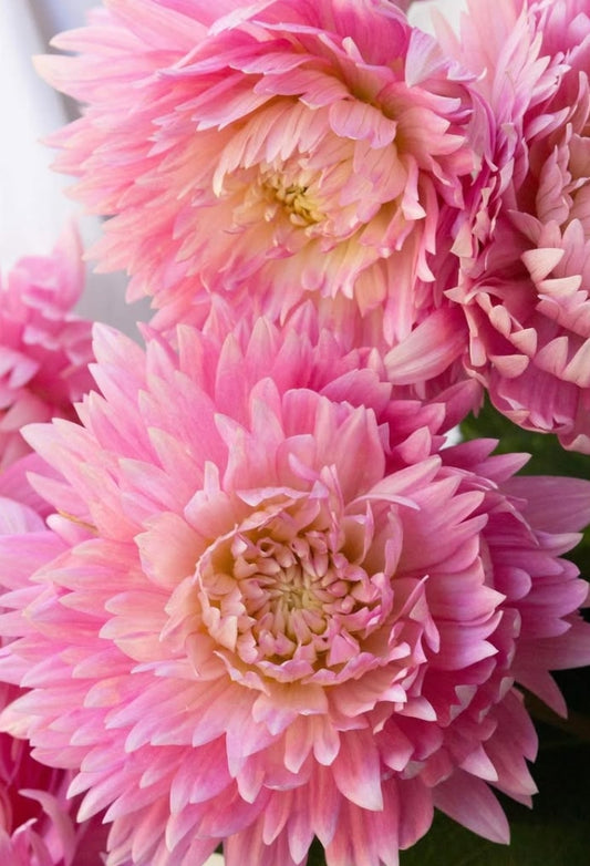 Dahlia 'Hinata' 100 Seeds