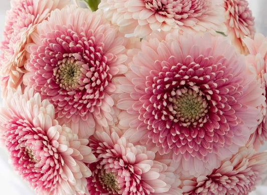 Gerbera 'Lip liner' 50 Seeds