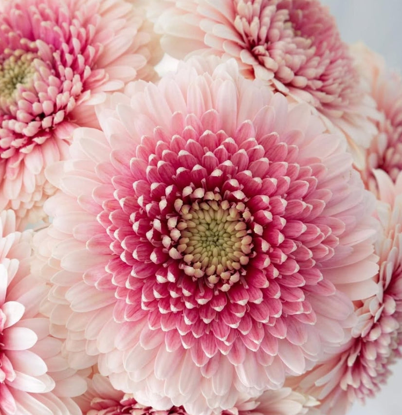 Gerbera 'Lip liner' 50 Seeds
