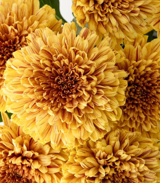 Chrysanthemum morifolium 'Pumpkin' 100 Seeds