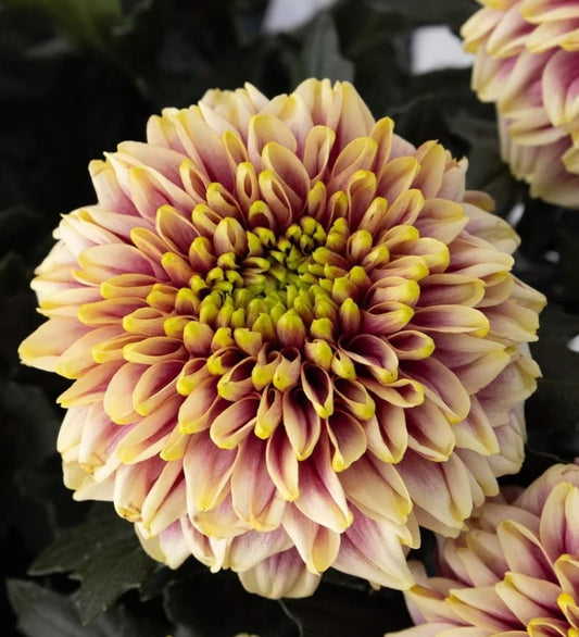 Chrysanthemum morifolium 'Kafka' 100 Seeds