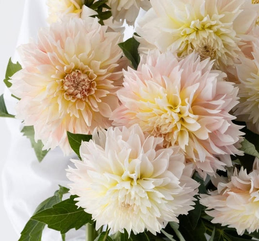 Dahlia 'Orange sherbet' 100 Seeds