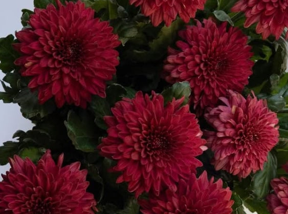 Chrysanthemum morifolium 'Rossa' 100 Seeds