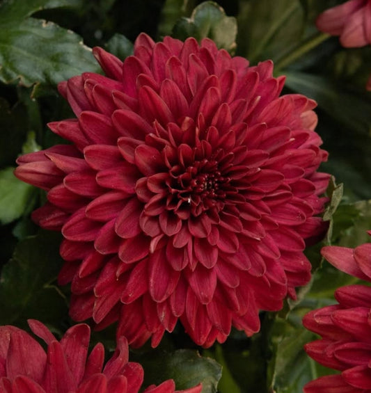 Chrysanthemum morifolium 'Rossa' 100 Seeds