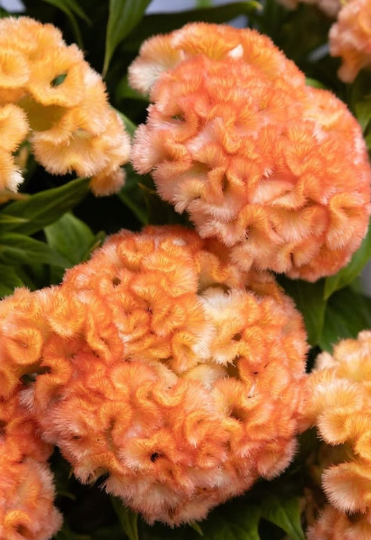 Celosia 'Jura salmon' 60 Seeds