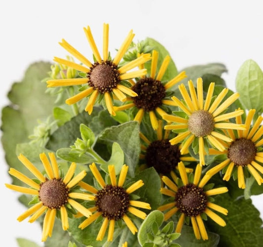 Rudbeckia 'Little henry' 100 Seeds