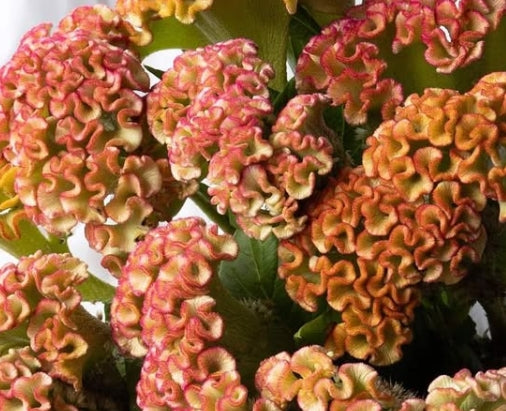 Celosia 'Barbossa' 60 Seeds