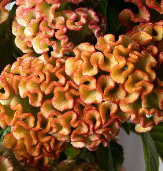 Celosia 'Barbossa' 60 Seeds