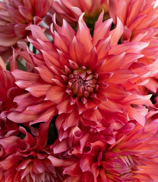 Dahlia 'Sinbad' 100 Seeds