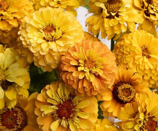 Zinnia 'Queen lemon peach' 50 Seeds