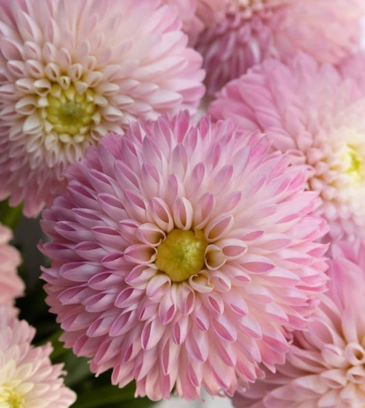 Dahlia 'Latte pink' 100 Seeds