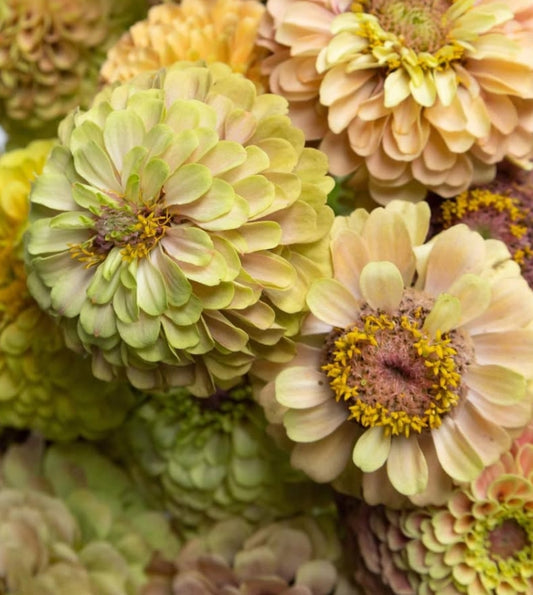 Zinnia 'Queen lime with blotch' 50 Seeds