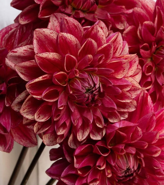Dahlia 'NAMAHAGE bravo' 100 Seeds