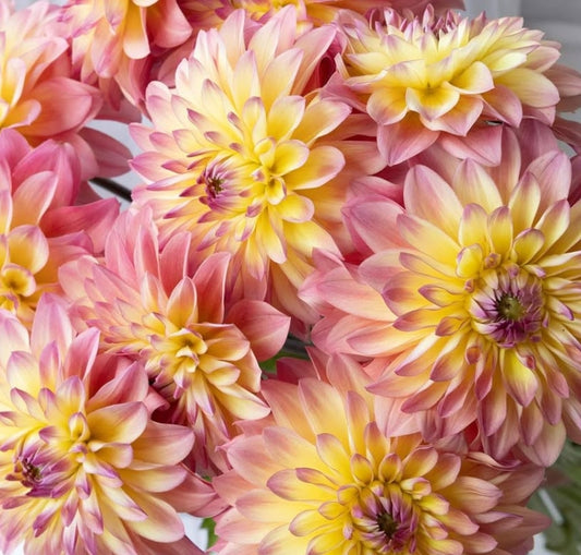 Dahlia 'Parlor' 100 Seeds