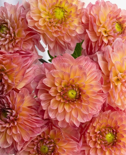Dahlia 'NAMAHAGE emo' 100 Seeds