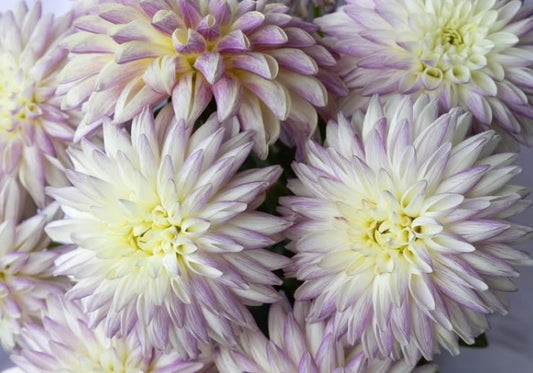 Dahlia 'Frozen' 100 Seeds