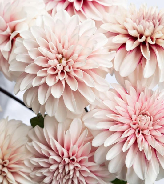 Dahlia 'Ichigo latte' 100 Seeds