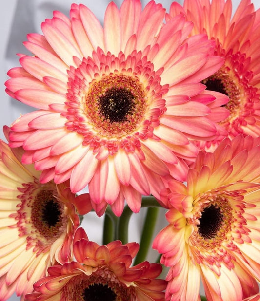 Gerbera 'Hippie Chic' 50 Seeds