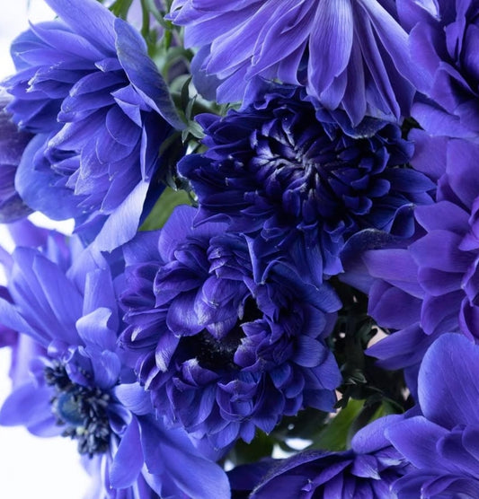 Anemone coronaria L. 'St. Brigid blue' 6 Bulbs