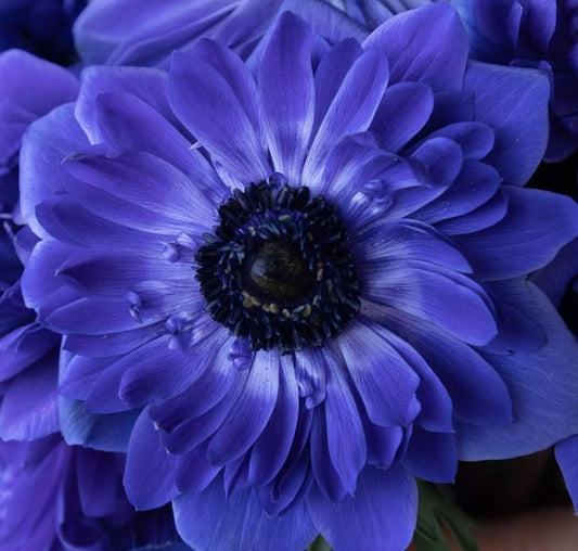 Anemone coronaria L. 'St. Brigid blue' 6 Bulbs