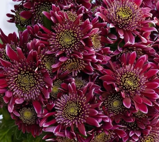 Chrysanthemum morifolium 'Disco club' 100 Seeds