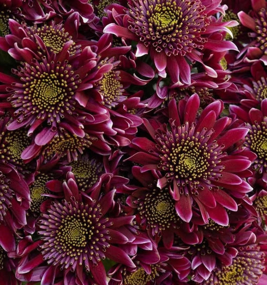 Chrysanthemum morifolium 'Disco club' 100 Seeds