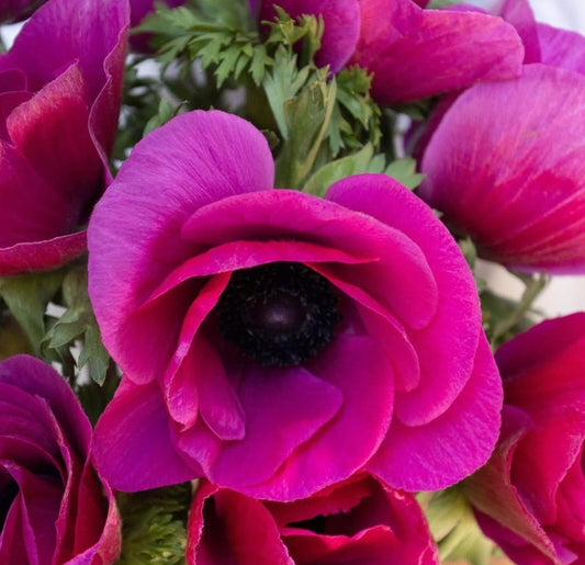 Anemone coronaria 'Mistral plus fuchsia' 6 Bulbs