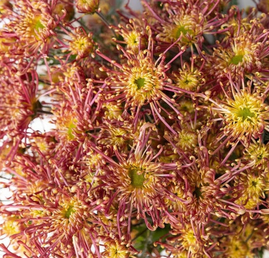Chrysanthemum morifolium 'Koto no shigure' 100 Seeds