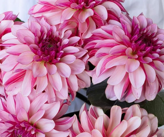 Dahlia 'Namahage pretty' 100 Seeds