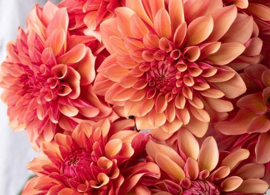 Dahlia 'Coral orb' 100 Seeds