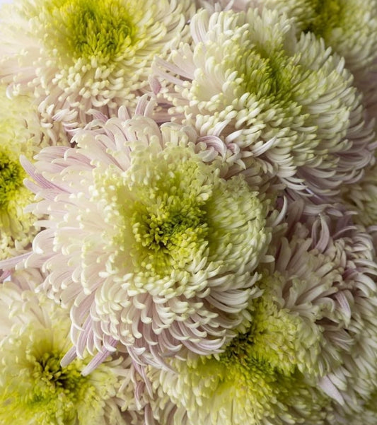 Chrysanthemum morifolium 'Balthazar frosty' 100 Seeds