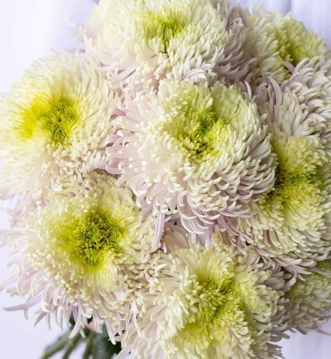 Chrysanthemum morifolium 'Balthazar frosty' 100 Seeds