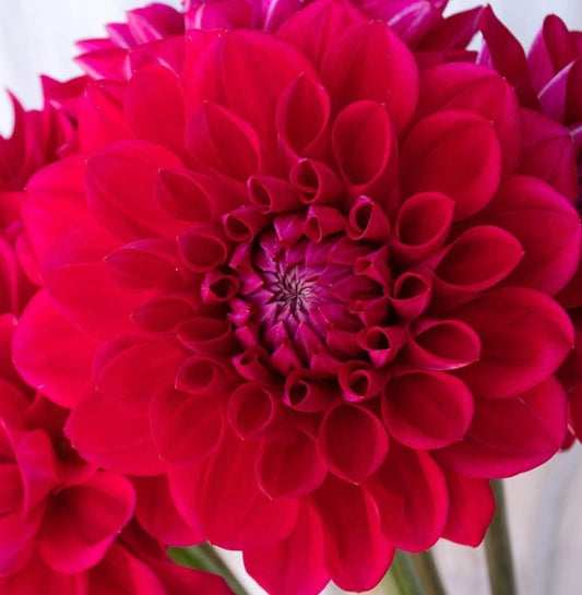 Dahlia 'Eternity rouge' 100 Seeds