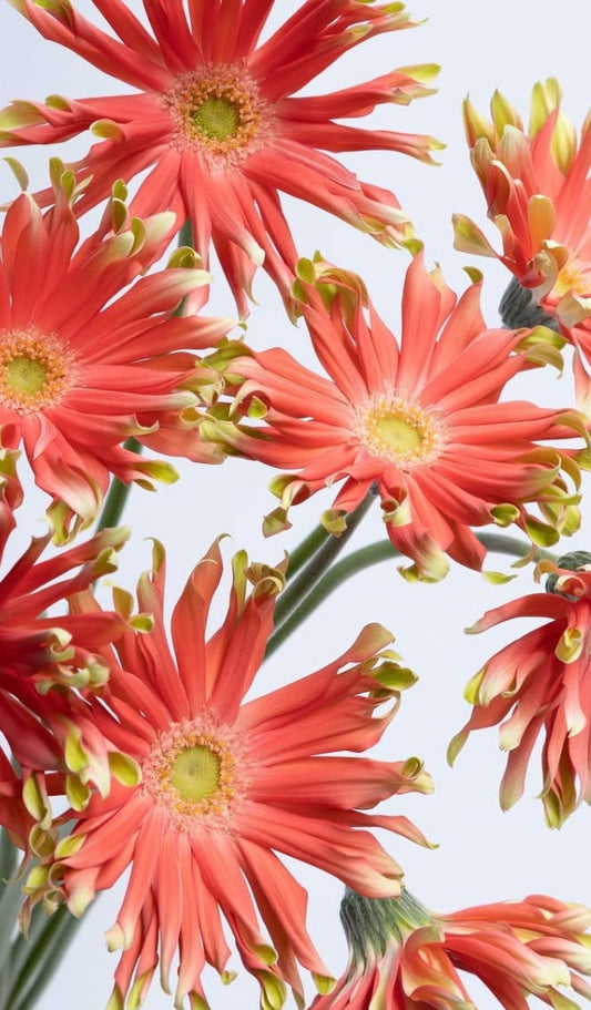 Gerbera 'Pasta libero' 50 Seeds