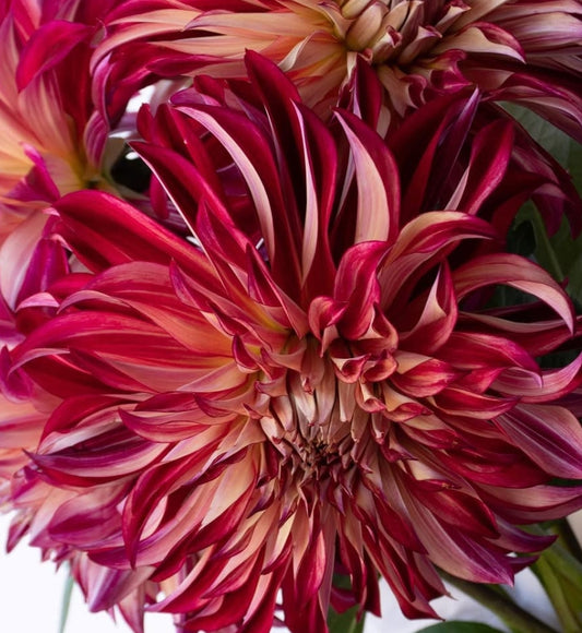 Dahlia 'Amore' 100 Seeds