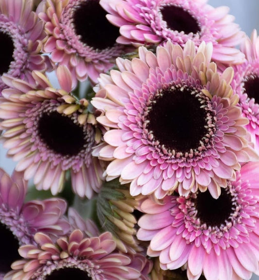 Gerbera 'Taffarel' 50 Seeds