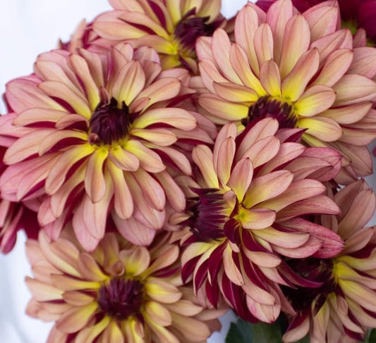 Dahlia 'Namahage orb' 100 Seeds