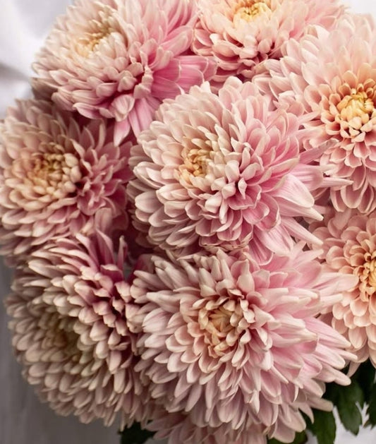 Chrysanthemum morifolium 'Efa pink' 100 Seeds